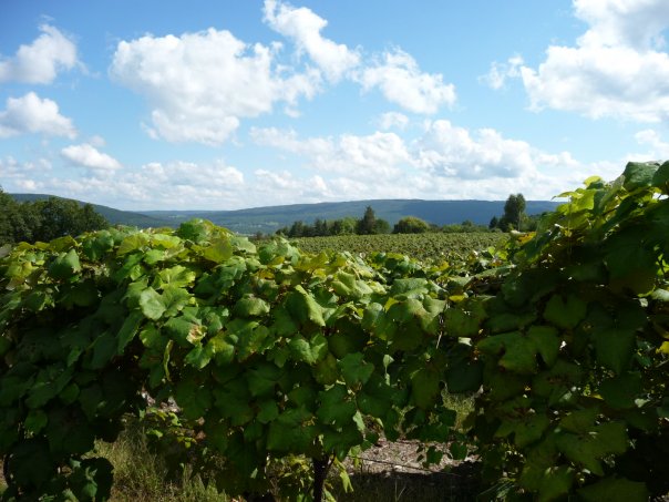 Canandaigua Wine Trail